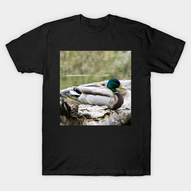 Mallard duck on a log T-Shirt by CanadianWild418